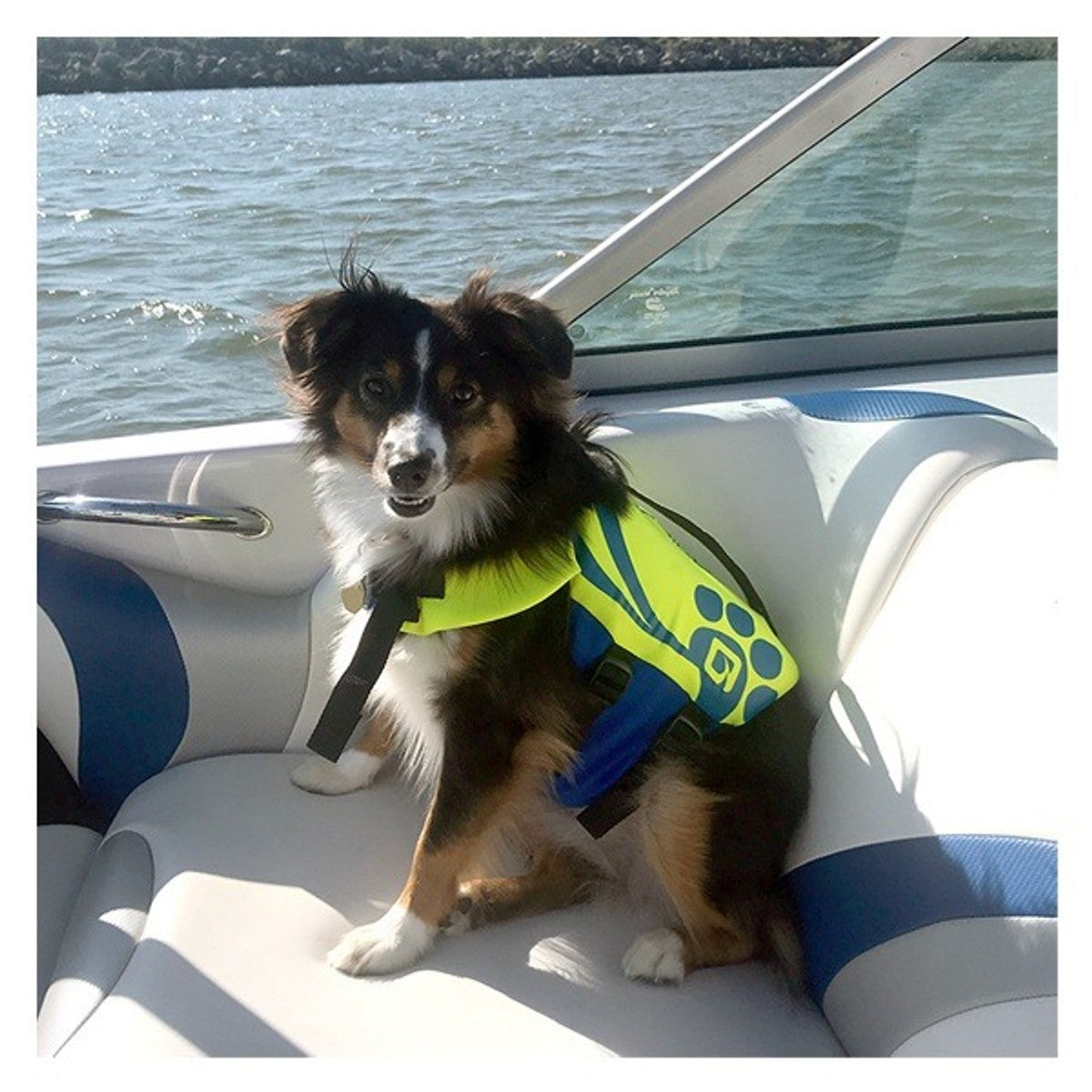 Chaleco Salvavidas para Perros O'Brien BioLite con Manija